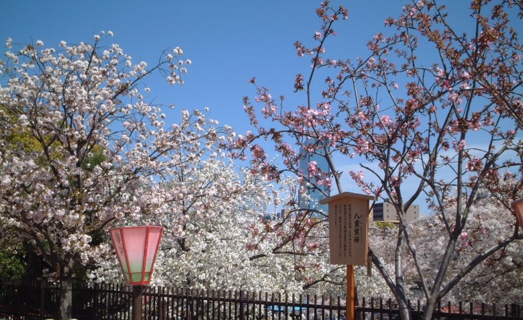 造幣局桜の通り抜け　八重紫桜