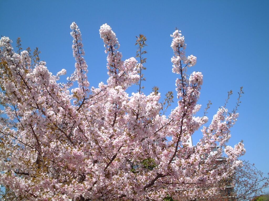 造幣局桜の通り抜け