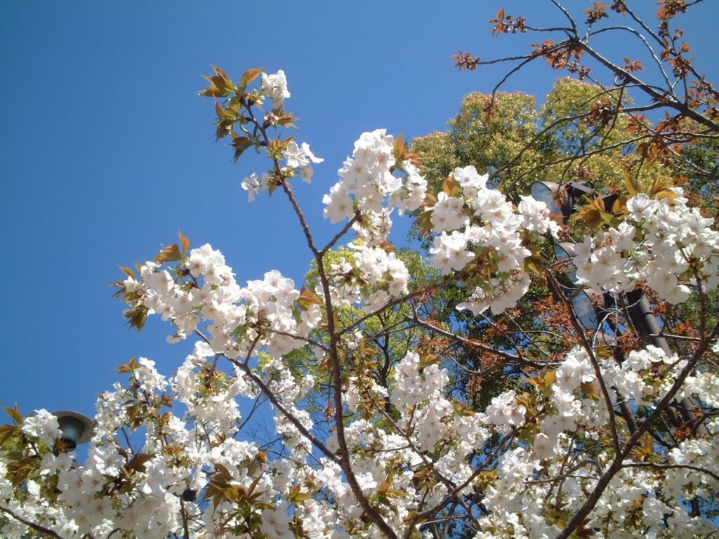 造幣局桜の通り抜け