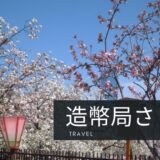 旅行：造幣局桜の通り抜け