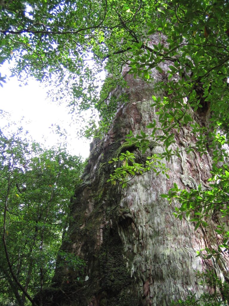 屋久島　紀元杉