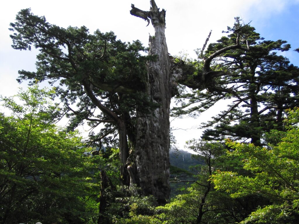 屋久島　紀元杉