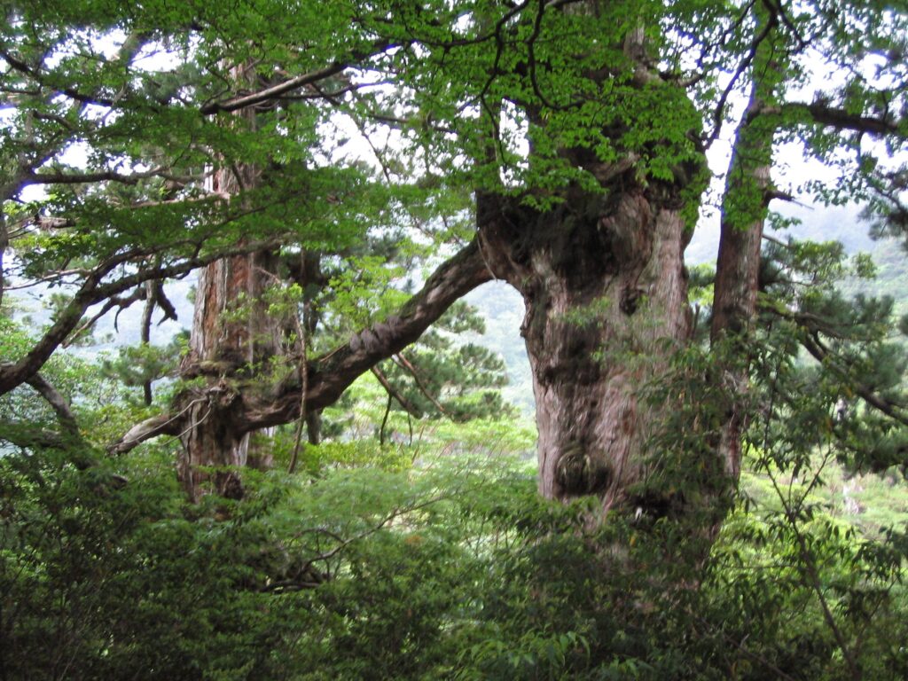 夫婦杉