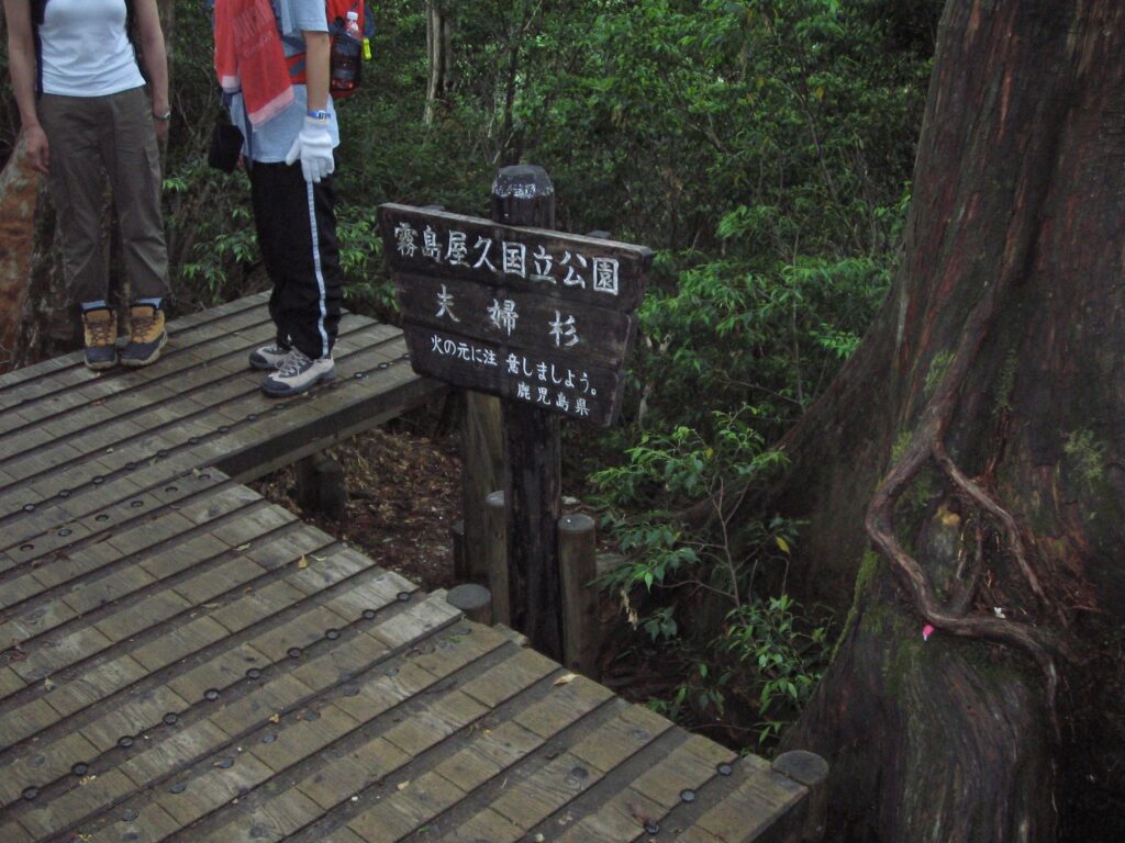 夫婦杉看板