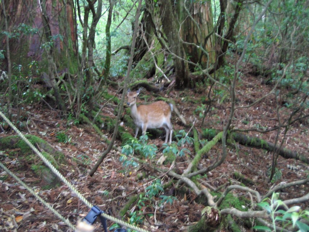 縄文杉近くの鹿